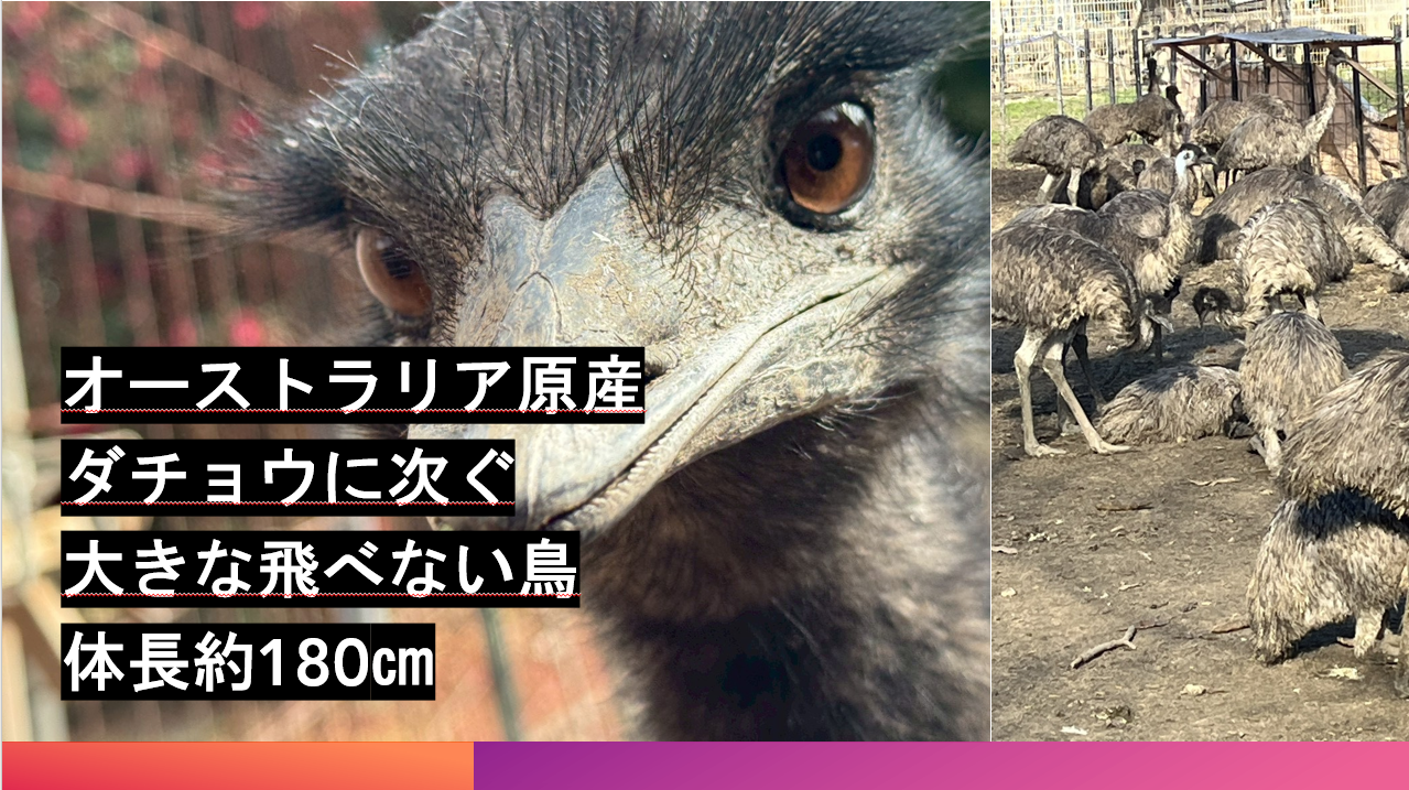 エミューとは