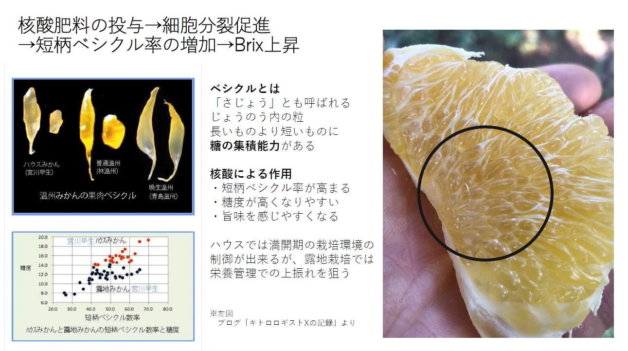 核酸肥料の投与&rarr;細胞分裂促進&rarr;短柄ベシクル率の増加&rarr;Brix上昇